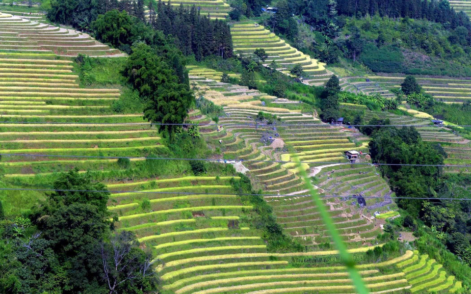 Xa xa giữa núi rừng Tầy Bắc hiện lên những đường con ôm trọn dãy núi của ruộng bậc thang dưới nắng chiều vùng biên viễn. (Ảnh: Quý Trung/TTXVN)