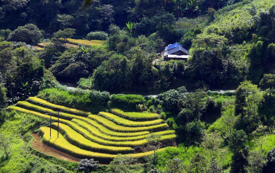Màu vàng của lúa chín giữa khung cảnh thiên nhiên trù phú tạo nên những bức tranh sắc màu tuyệt đẹp.(Ảnh: Quý Trung/TTXVN)