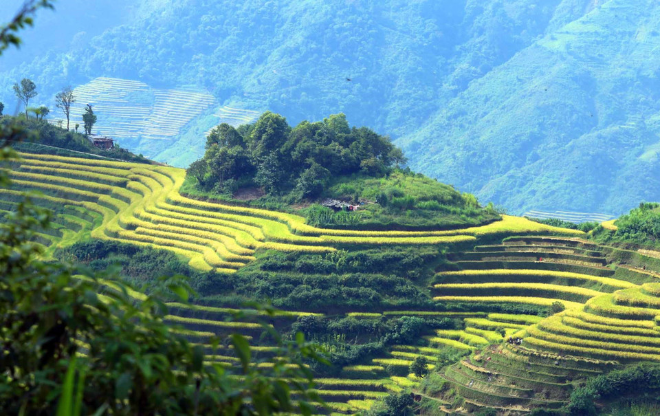 Những thửa ruộng bậc thang đang được khoác lên mình một màu áo mới ẩn hiện giữa núi rừng Tây Bắc tại xã Dào San, huyện Phong Thổ (Lai Châu). (Ảnh: Quý Trung/TTXVN)
