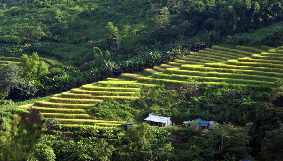 Vào mùa này, những thửa ruộng bậc thang dần thay màu áo mới ẩn hiện giữa núi rừng như những dải lụa mềm mại trong nắng Thu. (Ảnh: Quý Trung/TTXVN) 