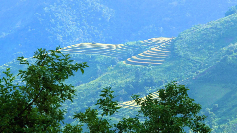 Nắng thu vàng chiếu xuống càng làm cho những thửa ruộng bậc thang thêm lung linh huyền ảo giữa núi rừng đại ngàn hùng vĩ của Tây Bắc. (Ảnh: Quý Trung/TTXVN)
