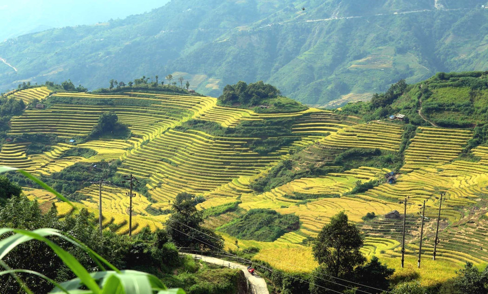 Sắc vàng rực rỡ được bao phủ hút tầm mắt đan xen giữa núi rừng Tây Bắc báo hiệu một mùa bội thu, mùa ấm no của đồng bào các dân tộc vùng biên cương Tổ quốc. (Ảnh: Quý Trung/TTXVN)