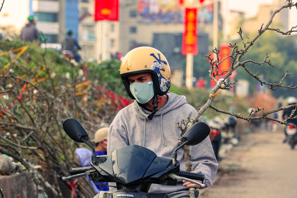 Ngoài đào, chợ còn bán các loại hoa lê, mận để phục vụ nhu cầu khách chơi Tết sớm. Những cành hoa rừng này được nhập từ các tỉnh miền núi phía Bắc như: Lạng Sơn, Lào Cai, Hà Giang... (Ảnh: Minh Hiếu/Vietnam+) 
