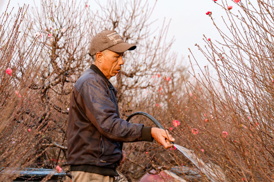 Ông Tích, chủ vườn đào Tĩnh Lợi cho biết: ''Năm nay thời tiết thuận lợi, nếu gần tháng chạp có mưa xuân thì hoa đào sẽ rất đẹp.'' (Ảnh: Minh Hiếu/Vietnam+)