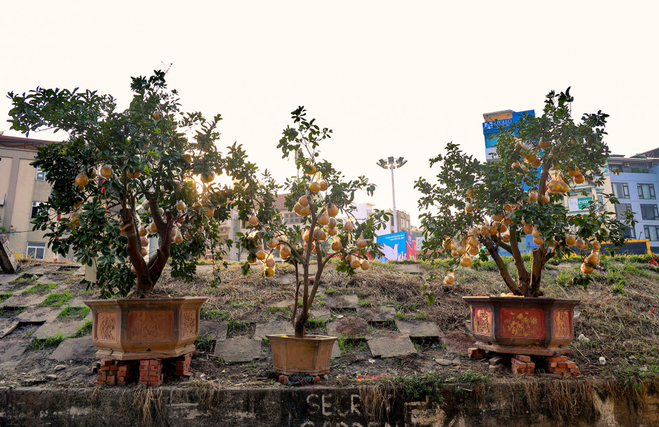 Những cây bưởi bonsai có giá hàng chục triệu đồng cũng xuống phố để đón khách mua. (Ảnh: Minh Hiếu/Vietnam+)