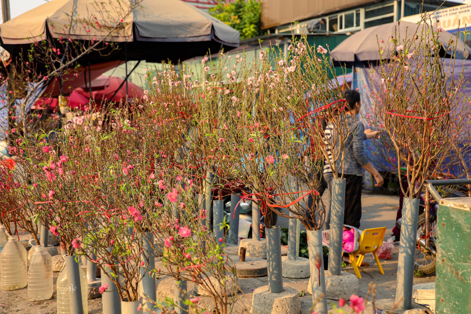 Những cành đào nhỏ được bán giá dao động từ 50 nghìn đến 300 nghìn đồng/cành. (Ảnh: Minh Hiếu/Vietnam+)