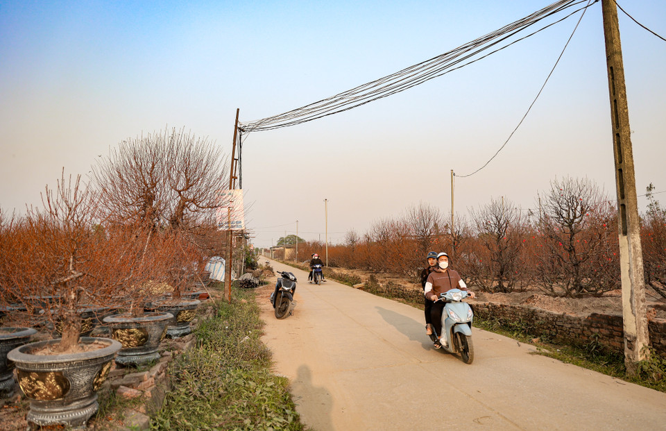 Tại Nhật Tân (quận Tây Hồ), thời điểm này các vườn đào cũng đang dần nở rộ. (Ảnh: Minh Hiếu/Vietnam+)