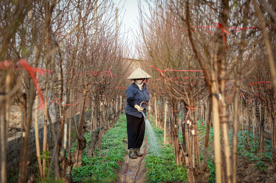 Nhiều nhà vườn cũng đang tất bật tưới tiêu, chuẩn bị những cành đào đẹp nhất cho người chơi hoa vào dịp Tết sắp tới. (Ảnh: Minh Hiếu/Vietnam+)