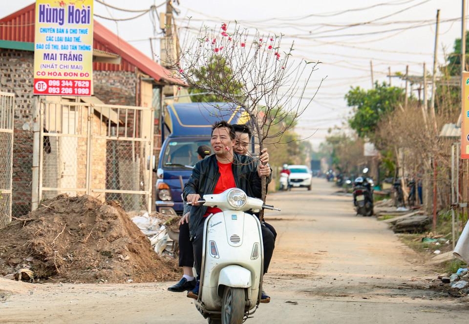 Một số người dân xuống tận vườn để chọn được những cành đào ưng ý nhất. (Ảnh: Minh Hiếu/Vietnam+)