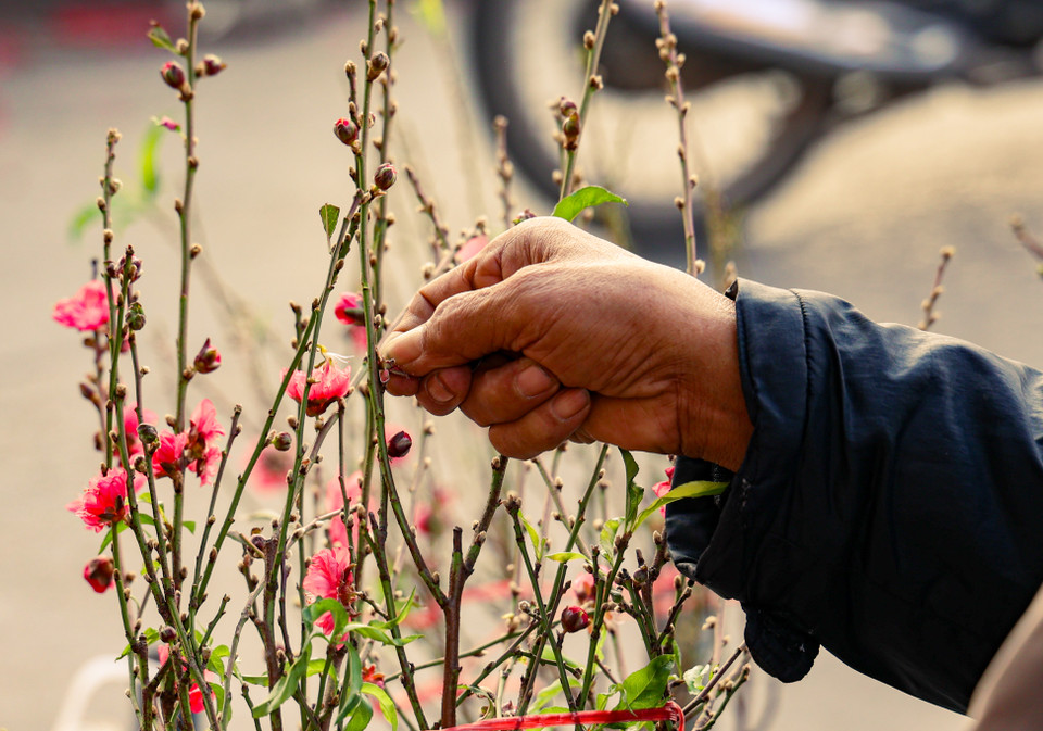 Theo một số tiểu thương, các loại đào bán tại chợ đều được tuốt lá cho nở sớm để phục vụ khách chơi dịp Tết Dương lịch và Rằm tháng Chạp. (Ảnh: Minh Hiếu/Vietnam+)