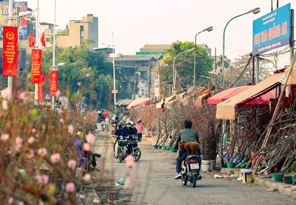 Còn khoảng gần một tháng nữa mới đến Tết Nguyên đán nhưng người dân Thủ đô đã đổ xuống các tuyến phố để mua đào chơi sớm. (Ảnh: Minh Hiếu/Vietnam+)