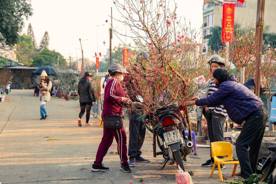 Những cành đào to, thế đẹp, nhiều lộc… giá sẽ dao động từ 1-3 triệu đồng tùy loại. (Ảnh: Minh Hiếu/Vietnam+)