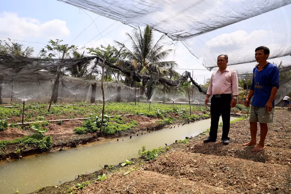 Áp dụng mô hình tưới tiêu tiết kiệm kết hợp nhà lưới hở nhằm tránh thất thoát nước, lưới tối màu giảm nắng ở ấp Thân Bình, xã Thân Cửu Nghĩa, huyện Châu Thành, tỉnh Tiền Giang. (Ảnh: Hồng Đạt/TTXVN)