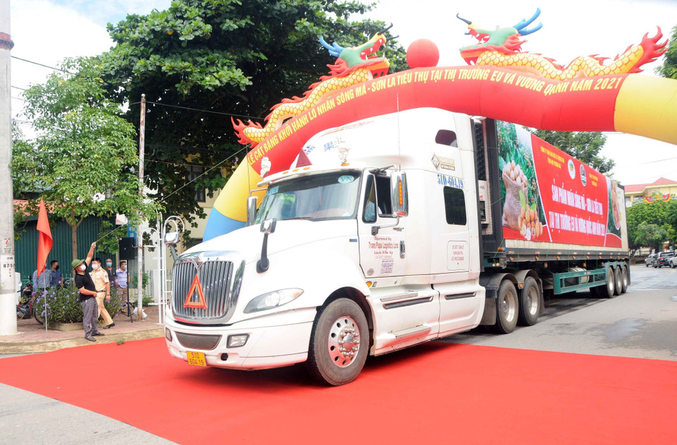 Khởi hành lô nhãn Sông Mã-Sơn La xuất khẩu sang thị trường EU và Vương quốc Anh năm 2021. (Ảnh: Quang Quyết/TTXVN)