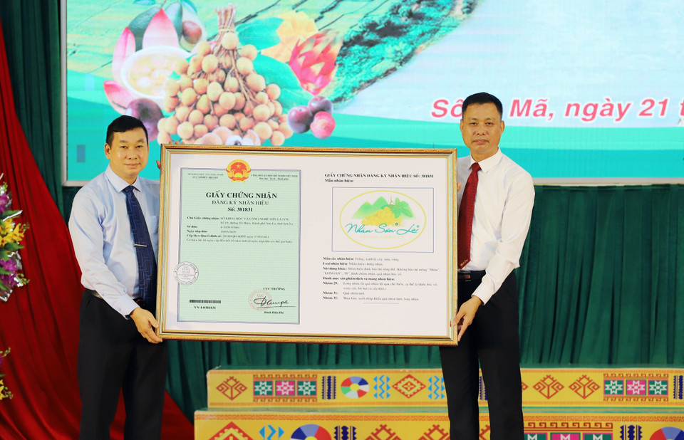 Lãnh đạo Cục Sở hữu trí tuệ, Bộ Khoa học và Công nghệ (trái) trao Quyết định cấp Giấy chứng nhận đăng ký nhãn hiệu “Nhãn Sơn La” cho lãnh đạo Ủy ban nhân dân huyện Sông Mã. (Ảnh: Quang Quyết/TTXVN)