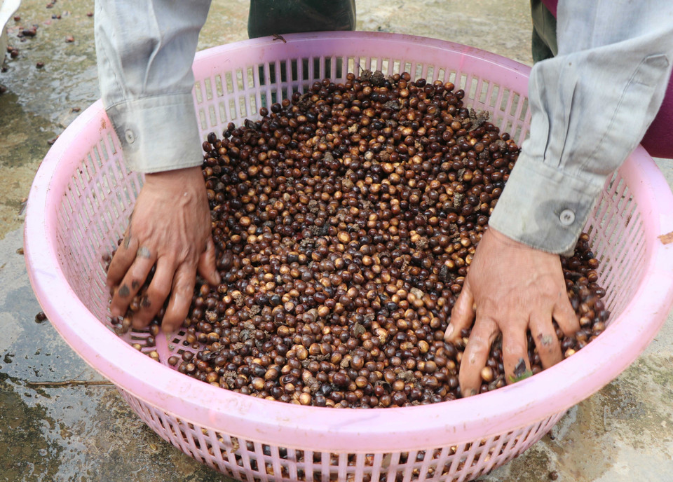 Năm nay, hạt dẻ Mường Phăng có giá dao động từ 13.000-15.000 đồng, tùy thuộc vào chất lượng hạt dẻ đã phân loại và nếu ngày mưa thì giá bán sẽ nhỉnh hơn vì nguồn hạt dẻ khan hiếm do người dân không vào rừng thu nhặt được. (Ảnh: Xuân Tiến/TTXVN) 