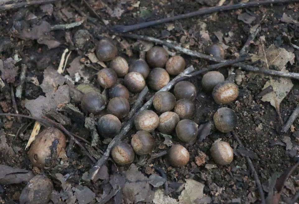 Những hạt dẻ già rụng, nằm dưới tán rừng đặc đụng Mường Phăng (Điện Biên) có kích thước khá đều, vỏ màu nâu đen, nhân hạt chắc, trắng tinh, rang lên cho mùi thơm, vị rất bùi. (Ảnh: Xuân Tiến/TTXVN)