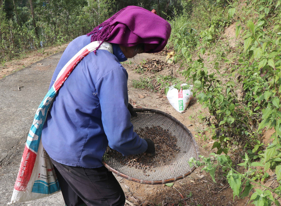 Người dân đi thu nhặt hạt dẻ rừng trong thời gian nhàn rỗi, chủ yếu là các bà, các mẹ, các chị tham gia. Công việc vận chuyển những bao hạt dẻ ra khỏi rừng, thồ về nhà thường dành có sự giúp đỡ của đàn ông. (Ảnh: Xuân Tiến/TTXVN)