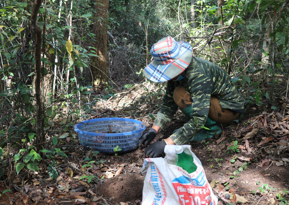 Công việc thu lượm hạt dẻ cần nhiều thời gian, sự cần mẫn, kiên trì vì phải ngồi hàng giờ đồng hồ dưới tán rừng. Để tránh muỗi, vắt người thu nhặt hạt dẻ phải tự trang bị cho mình các vật dụng thiết yếu như: ủng, giày, khăn quàng cổ, tất tay, mũ rộng vành, áo dài tay. (Ảnh: Xuân Tiến/TTXVN) 