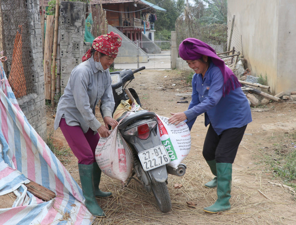 Niềm vui của người dân khi thành quả thu được là những bao tải đầy hạt dẻ thu nhặt trong rừng. (Ảnh: Xuân Tiến/TTXVN)