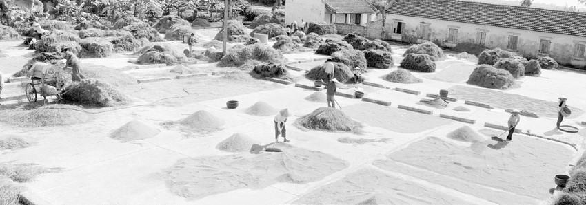 Nghị quyết 10 của Bộ Chính trị (khóa VI) tháng 4/1988 thật sự là một dấu son, sự đột phá trong nhận thức của Đảng về chính sách quản lý kinh tế nông nghiệp. Đảng đã vượt lên chính mình khi dám từ bỏ những điều cũ kĩ, lỗi thời để vươn tới cái mới, cái hợp lý. (Ảnh: Trung Dung/TTXVN)