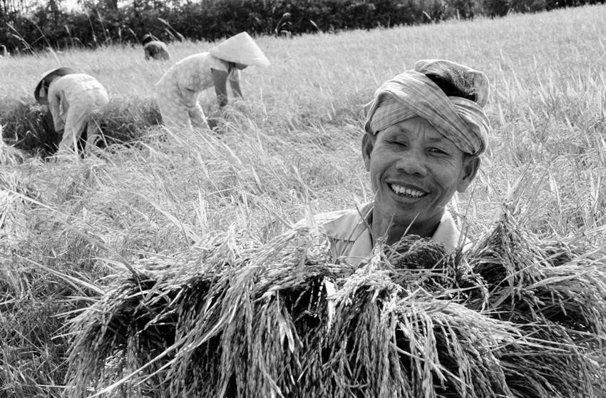 Chỉ sau một năm ban hành Nghị quyết 10 (khóa VI) tháng 4/1988, từ một nước thiếu lương thực triền miên, đến năm 1989, sản lượng gạo đạt con số 21,5 triệu tấn và lần đầu tiên Việt Nam xuất khẩu được 1,2 triệu tấn gạo. (Ảnh: Đình Na/TTXVN)