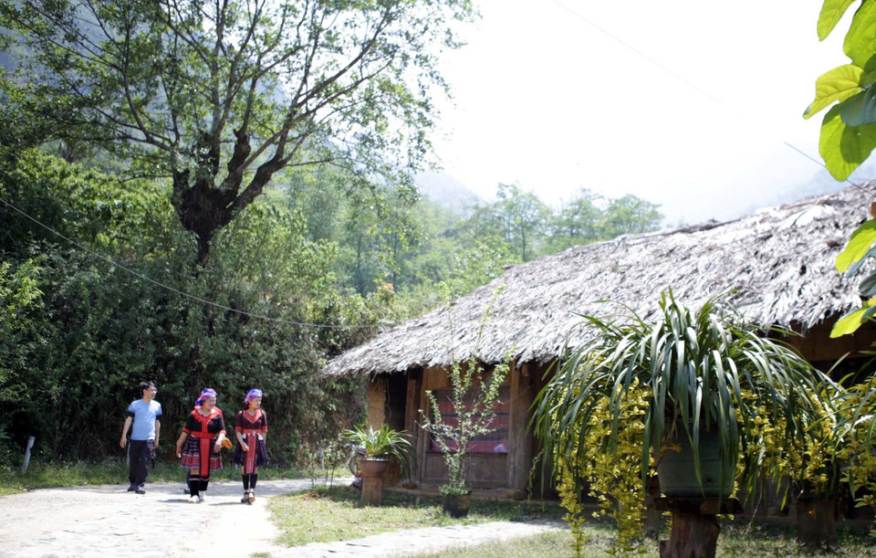 Sin Suối Hồ cũng là thủ phủ của hoa Địa lan - loại hoa đem lại nguồn thu nhập đáng kể, giúp nhiều hộ dân vươn lên làm giàu. (Ảnh: Quý Trung/TTXVN)