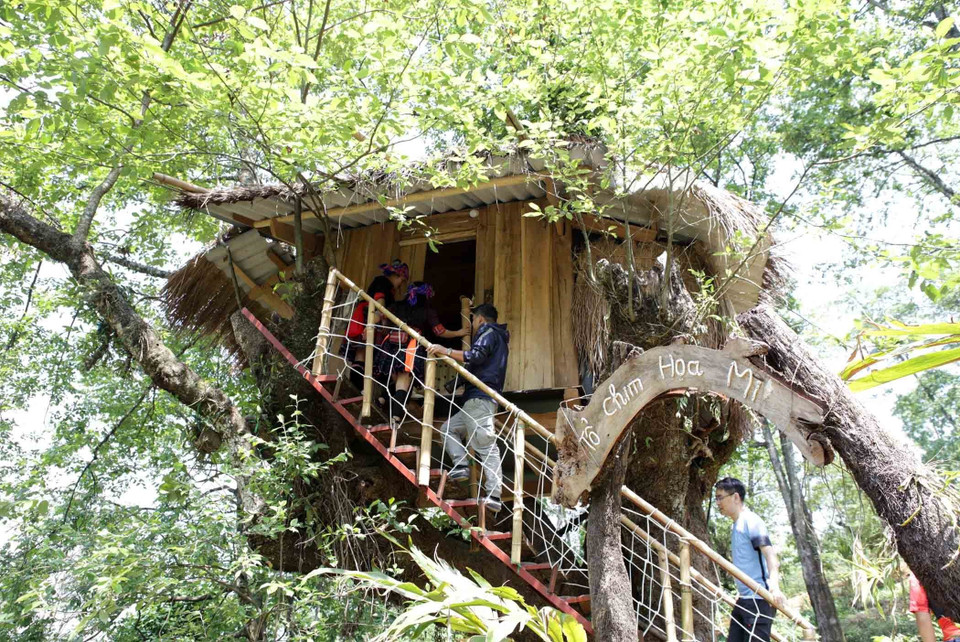 Những ngôi nhà "tổ chim" độc đáo có một không hai được làm trên các cây cổ thụ để phục vụ du khách. (Ảnh: Quý Trung/TTXVN)