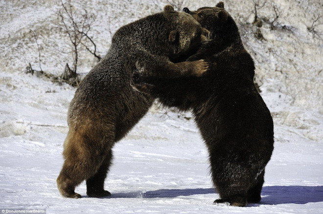 Hai con gấu giao trangh nhau với nhau trong tuyết trắng. (Nguồn: Daily Mail)