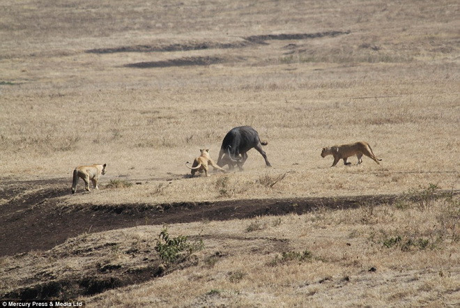 Ba con sư tử lao vào tấn công chú nghé. (Nguồn: Daily Mail)