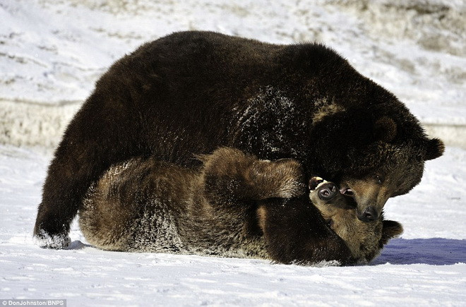 Hai chú gấu xám ra đòn rất quyết liệt. (Nguồn: Daily Mail)
