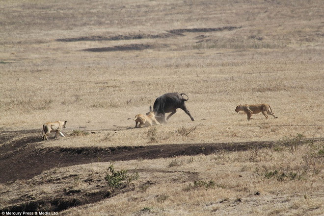 Ba con sư tử cố lao vào con nghé nhưng vấp phải sự truy cản của trâu mẹ. (Nguồn: Daily Mail)