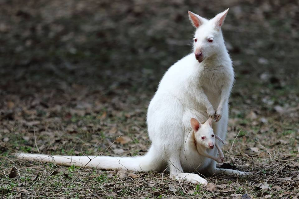 Chú chuột túi con rất hiếu động. (Nguồn: CCTV)