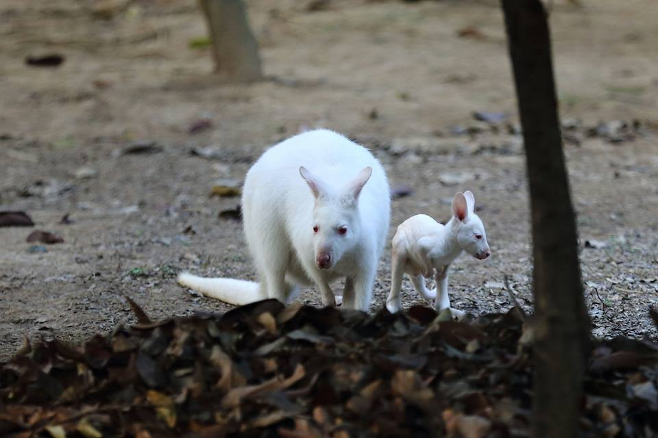 Hai mẹ con chuột túi chơi đùa. (Nguồn: CCTV)