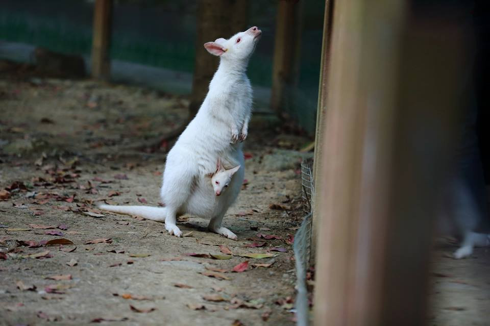 Những con chuột túi có thể sống khoảng 10 năm. (Nguồn: CCTV)