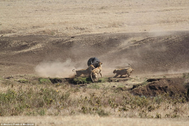 Cuộc chiến kết thúc khi những con trâu khác trong đàn lao vào giải vây. (Nguồn: Daily Mail)