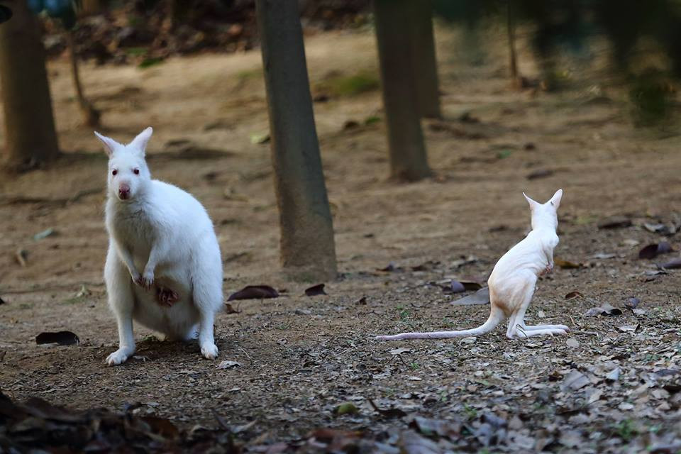 Hiện trên thế giới chỉ có khoảng hơn 1.000 con chuột túi bạch tạng. (Nguồn: CCTV)