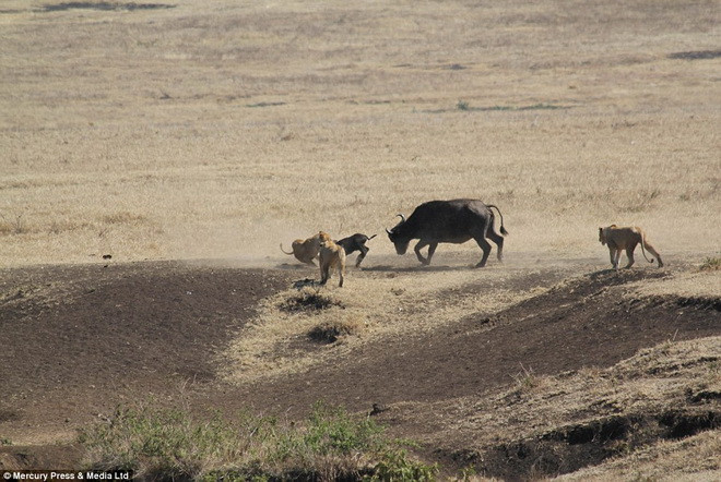 Ba con sư tử cố đánh lạc hướng trâu mẹ. (Nguồn: Daily Mail)
