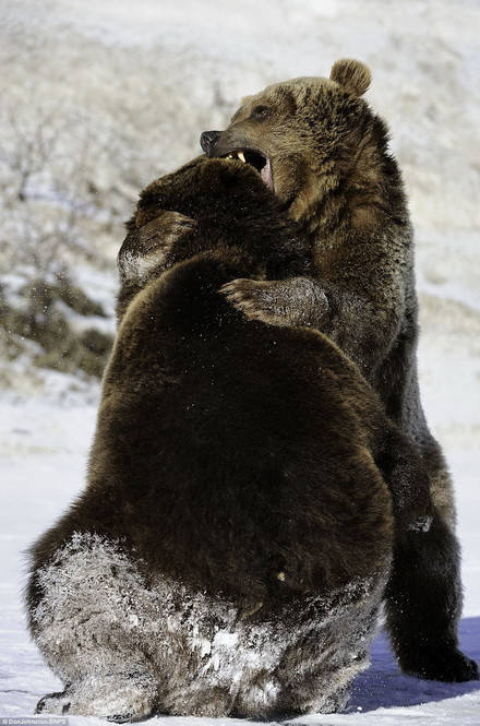 Không chỉ dùng tay để cào đối phương, chúng còn cắn nhau. (Nguồn: Daily Mail)