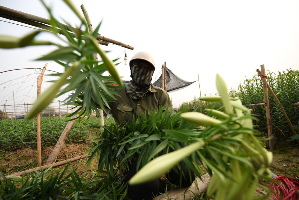 Thời điểm này đang bước vào vụ thu hoạch chính, người dân tất bật cắt hoa mang đi bán. (Ảnh: Thành Đạt/TTXVN)
