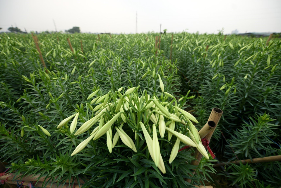 So với mọi năm, hoa loa kèn năm nay được giá, với giá bán từ 130.000-170.000 đồng/bó (100 bông) tại ruộng. (Ảnh: Thành Đạt/TTXVN)