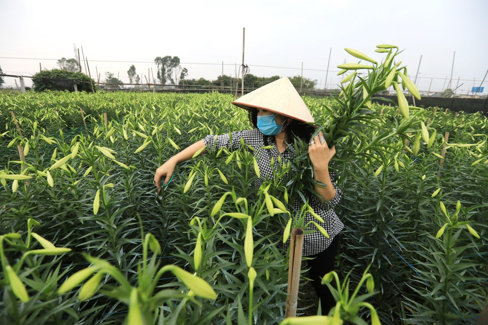Người dân làng Tây Tựu tất bật thu hoạch hoa bán cho mối buôn hoặc đem ra chợ bán. (Ảnh: Thành Đạt/TTXVN)