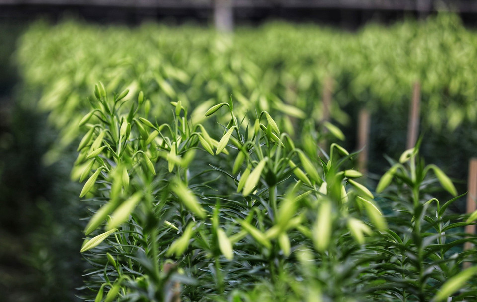 Nếu được chăm sóc tốt, một cành loa kèn có thể cho tới 4-5 bông. (Ảnh: Thành Đạt/TTXVN)