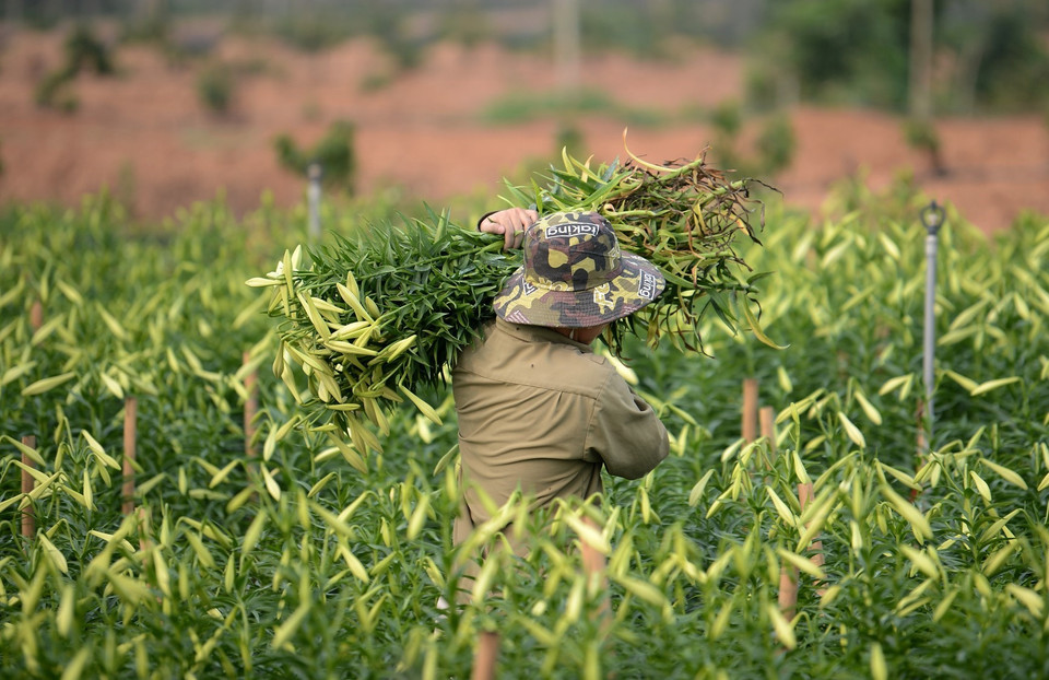 Thời điểm này đang bước vào vụ thu hoạch chính, người dân tất bật cắt hoa mang đi bán. Mỗi ngày, một hộ dân cắt hàng ngàn bông, hoa cắt đến đâu được đưa đi tiêu thụ đến đó. (Ảnh: Thành Đạt/TTXVN)
