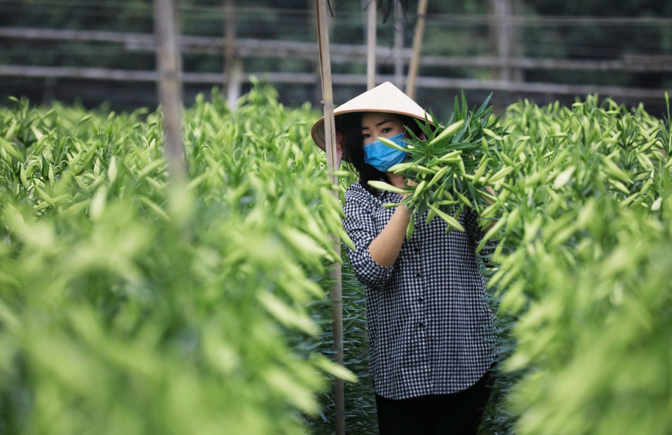 Hoa loa kèn bung nở, báo hiệu một mùa hè sắp về. (Ảnh: Thành Đạt/TTXVN)