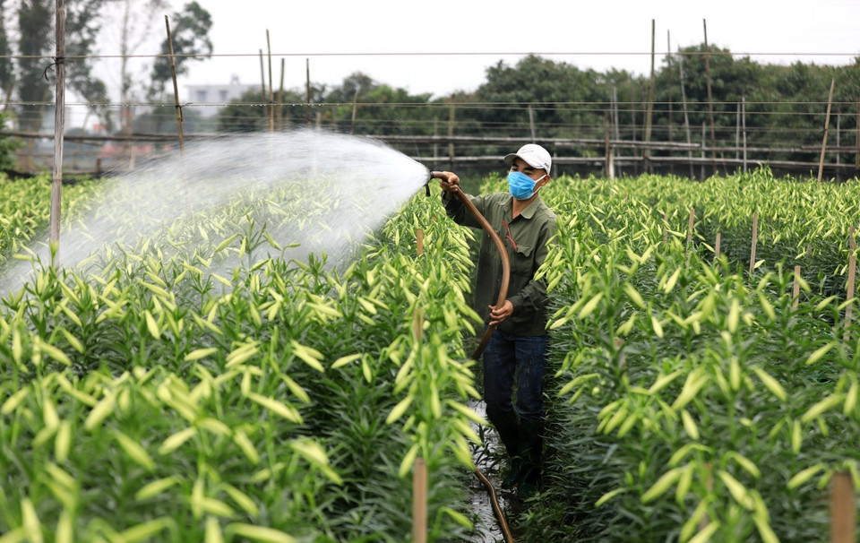 Người dân tưới nước giữ hoa tươi cho đến lúc cắt hoa mang đi bán. (Ảnh: Thành Đạt/TTXVN)