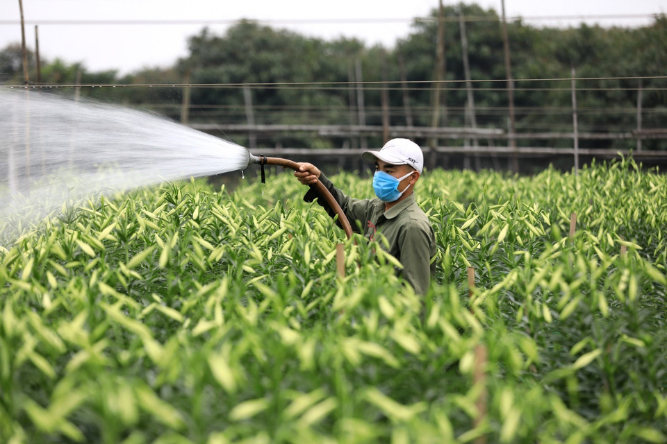 Người dân tưới nước giữ hoa tươi cho đến lúc cắt hoa mang đi bán. (Ảnh: Thành Đạt/TTXVN)
