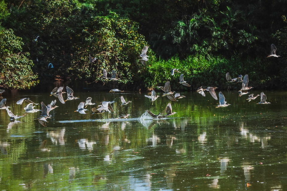 Các loài chim thường tụ tập nhiều vào mùa mưa từ tháng 5 đến tháng 10, chúng làm tổ trên cây đến khoảng tháng 1 rồi bay đi nơi khác và quay trở về đây vào tháng 5 hoặc tháng 6. (Ảnh: Trọng Đạt/TTXVN)
