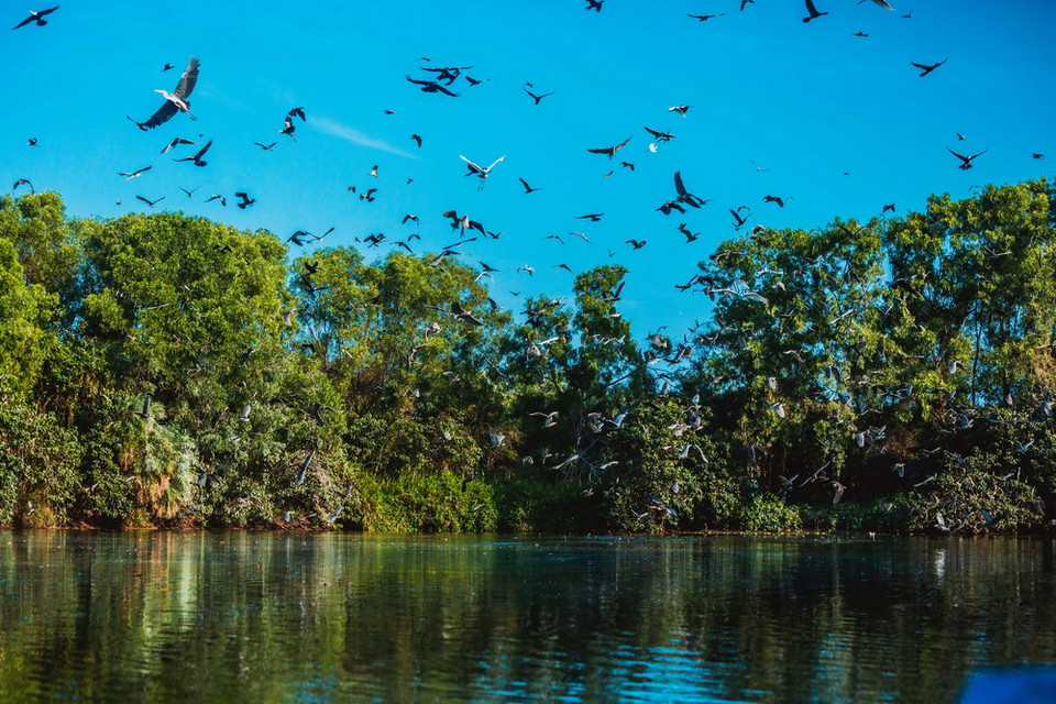 Với tính đa dạng sinh học rất cao, vườn chim Bạc Liêu, thuộc xã Hiệp Thành, cách thành phố Bạc Liêu 6km về phía Nam, đã được công nhận là Khu bảo tồn thiên nhiên vào năm 1986. (Ảnh: Trọng Đạt/TTXVN)