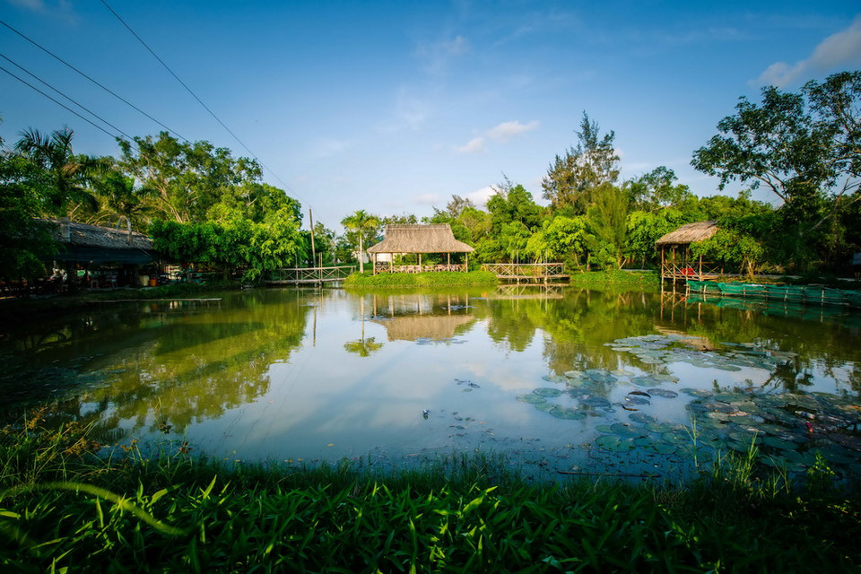 Vườn chim Bạc Liêu là nơi làm tổ quan trọng của nhiều loài chim nước, điển hình là các loài le le, cò, diệc, vạc, còng cọc, quắm đen và nhiều loài khác. (Ảnh: Trọng Đạt/TTXVN)
